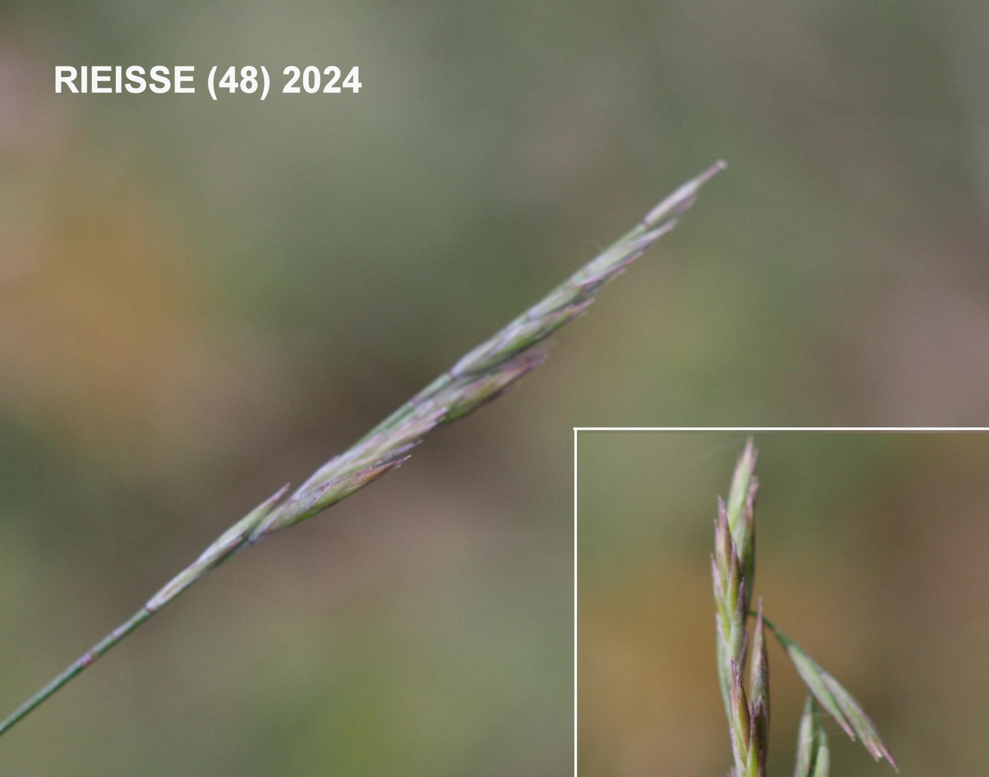 Fétuque à petites feuilles Fescue, (Small-leaved)